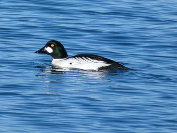 Common Goldeneye Kiritappu Wetland Wed, 12/28/2022