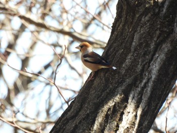 2023年2月27日(月) 黒川清流公園の野鳥観察記録