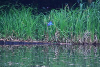 カワセミ 埼玉県 2018年5月2日(水)