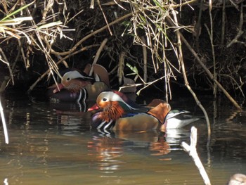 Mandarin Duck 千葉市泉自然公園 Sun, 2/26/2023