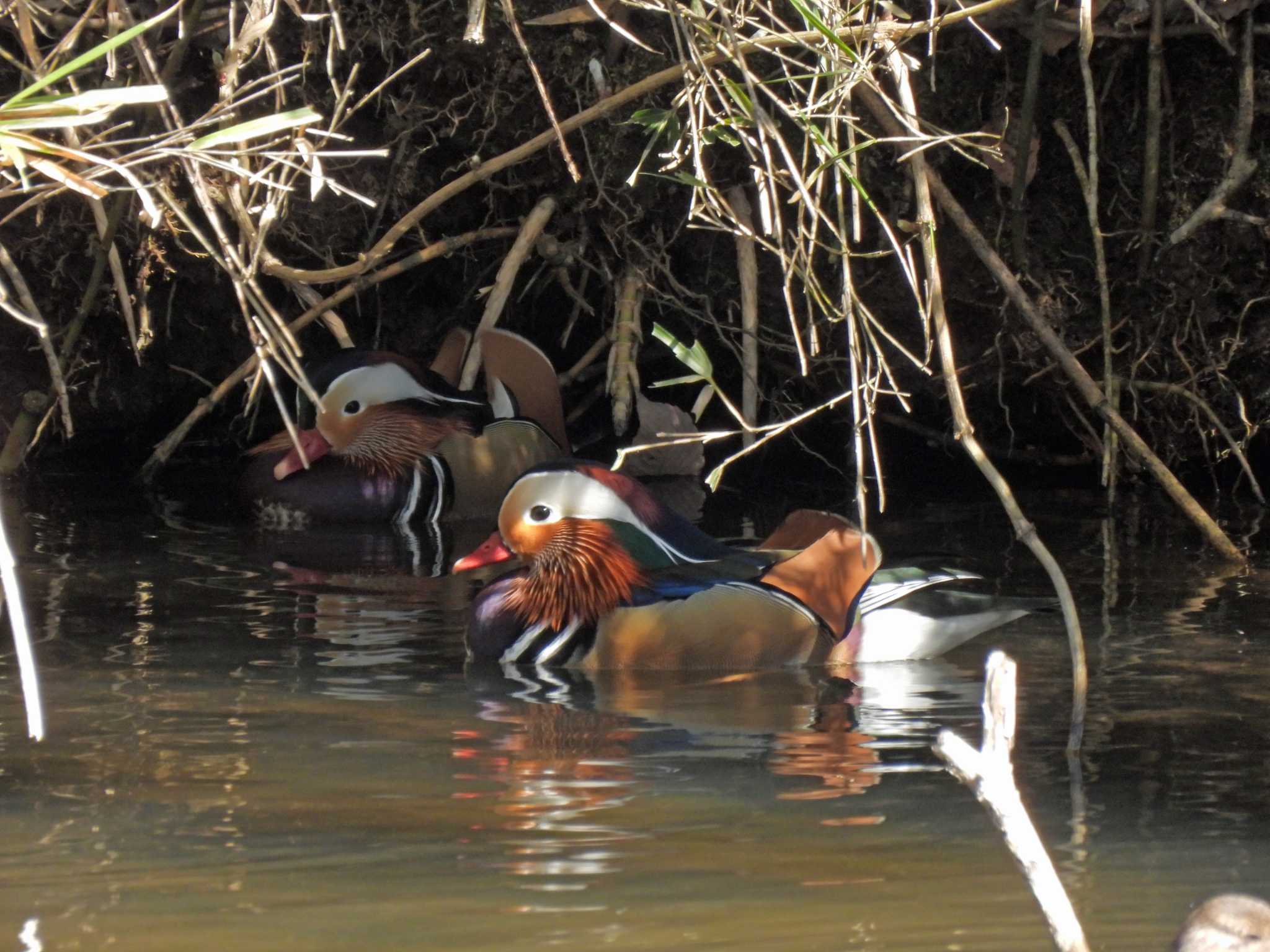 Mandarin Duck