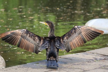 カワウ 埼玉県 2018年5月2日(水)