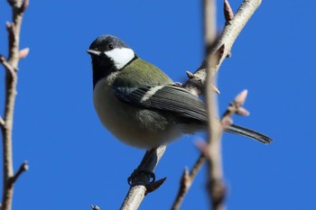 シジュウカラ 豊橋総合動植物公園 2023年1月28日(土)