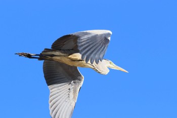 アオサギ 河川環境楽園 2022年11月3日(木)