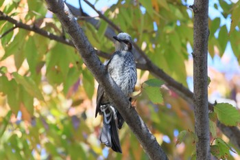 Brown-eared Bulbul 河川環境楽園 Fri, 10/28/2022