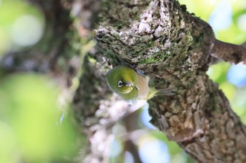 Warbling White-eye 河川環境楽園 Fri, 10/28/2022