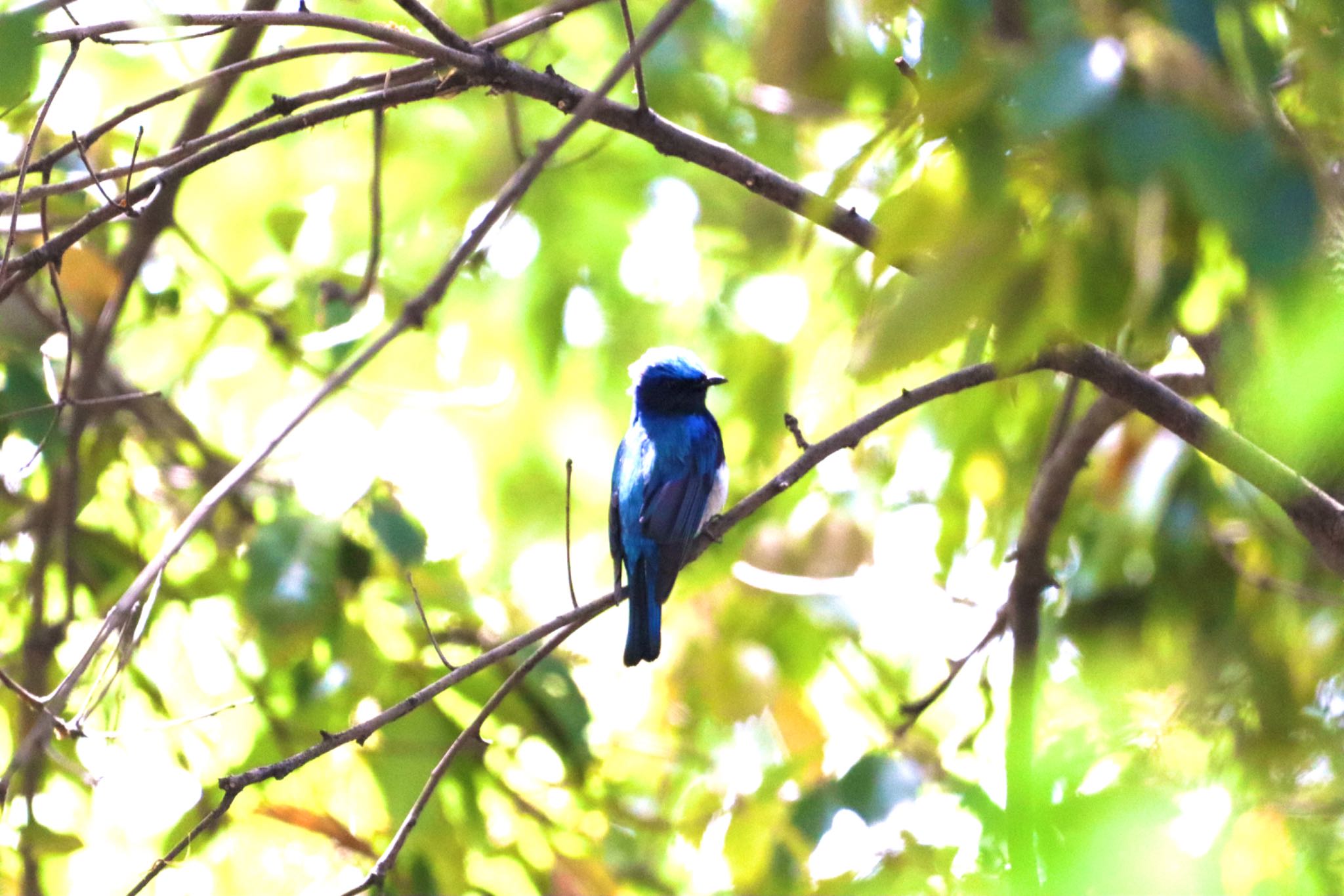 Photo of Blue-and-white Flycatcher at 神明公園(小牧市内) by フーさん