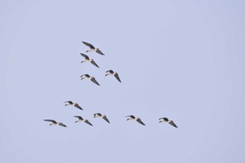 Tundra Swan 大潟草原 Sat, 2/18/2023