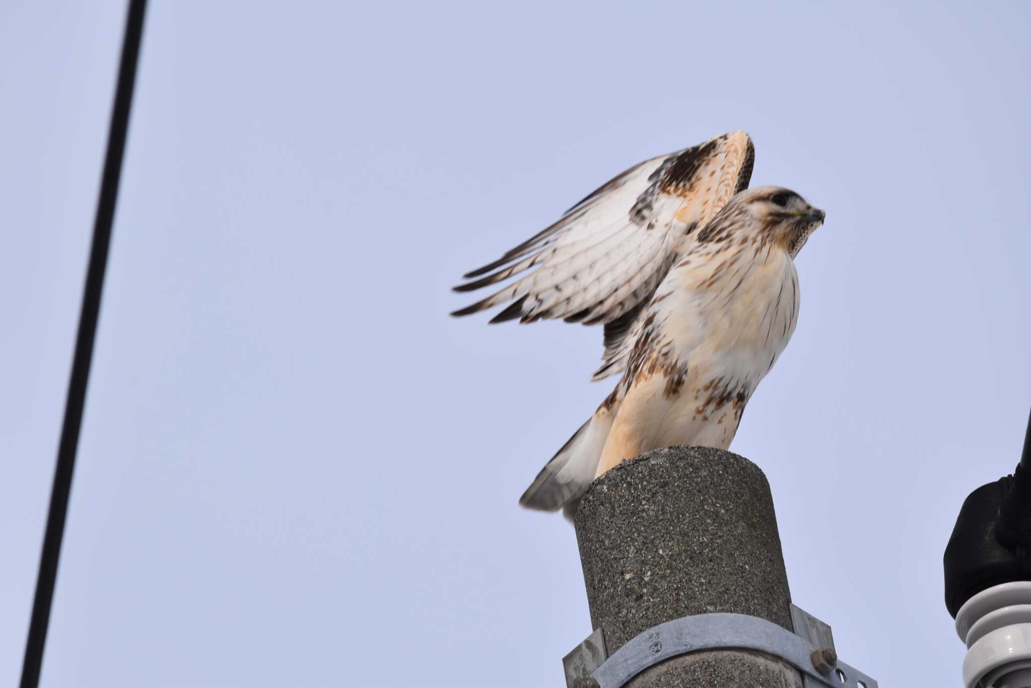 Eastern Buzzard