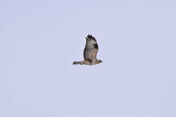 Eastern Buzzard 大潟草原 Sat, 2/18/2023