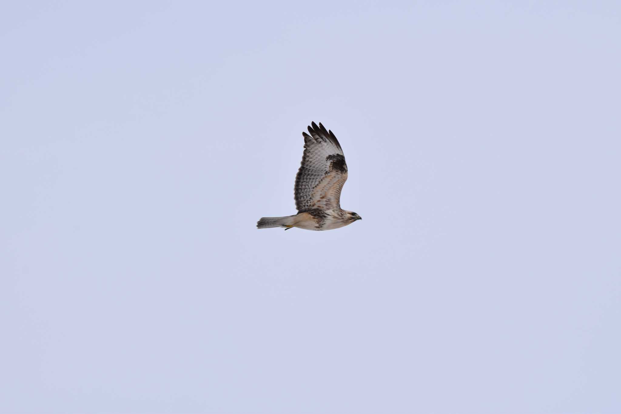 Photo of Eastern Buzzard at 大潟草原 by みやさん