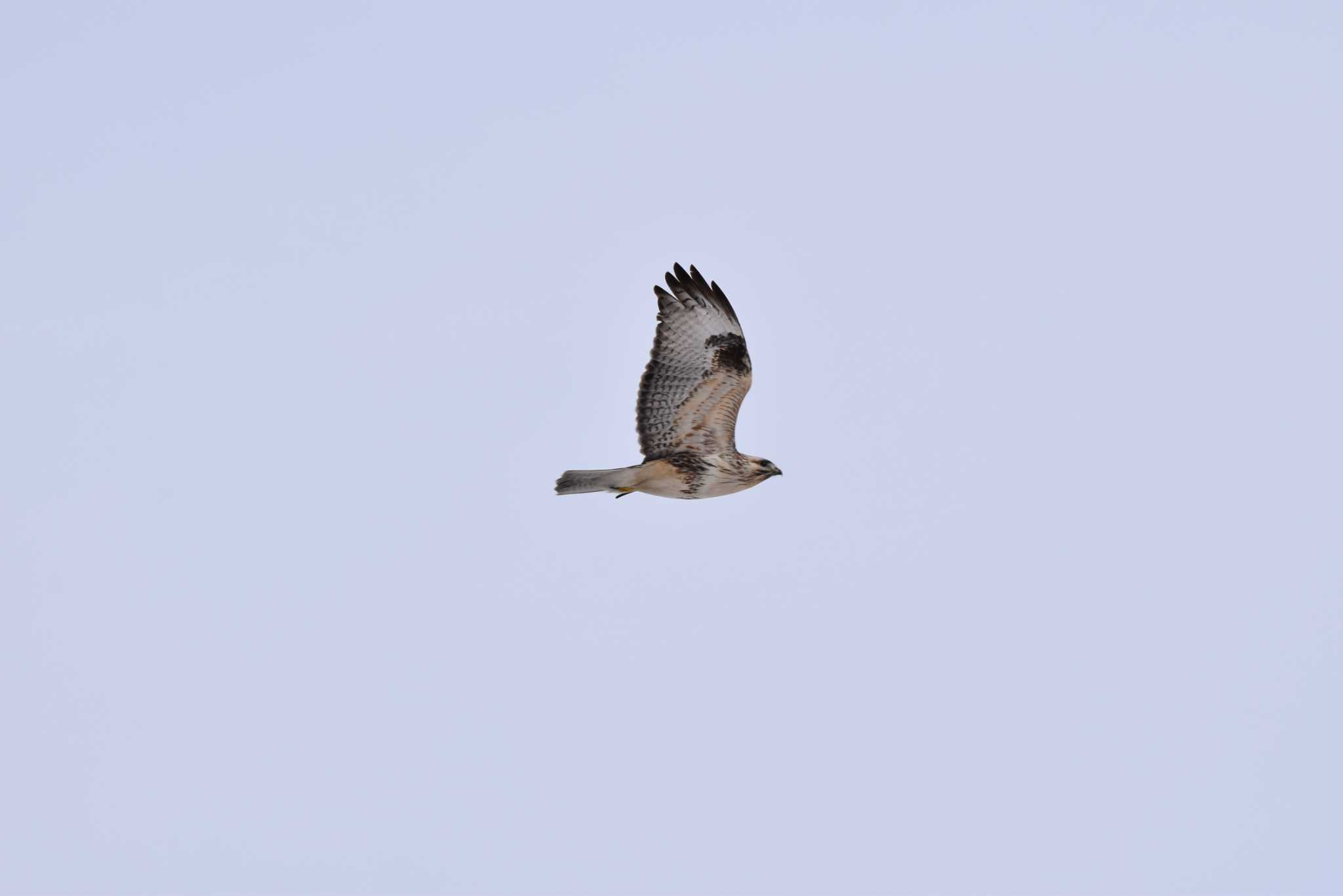 Eastern Buzzard