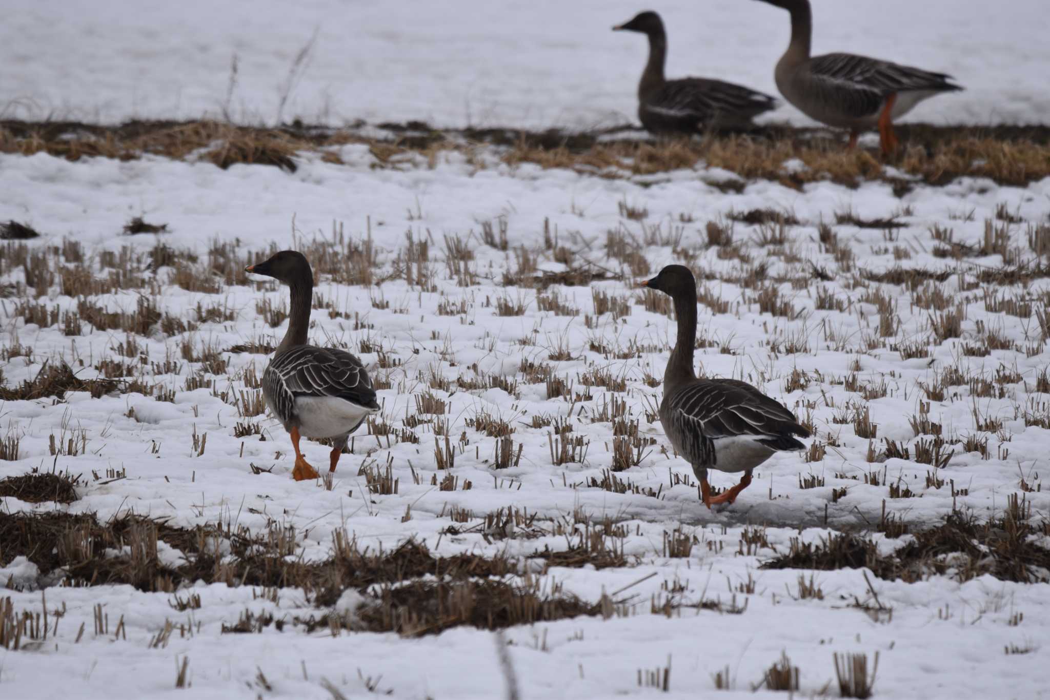 Photo of Taiga Bean Goose at 大潟草原 by みやさん