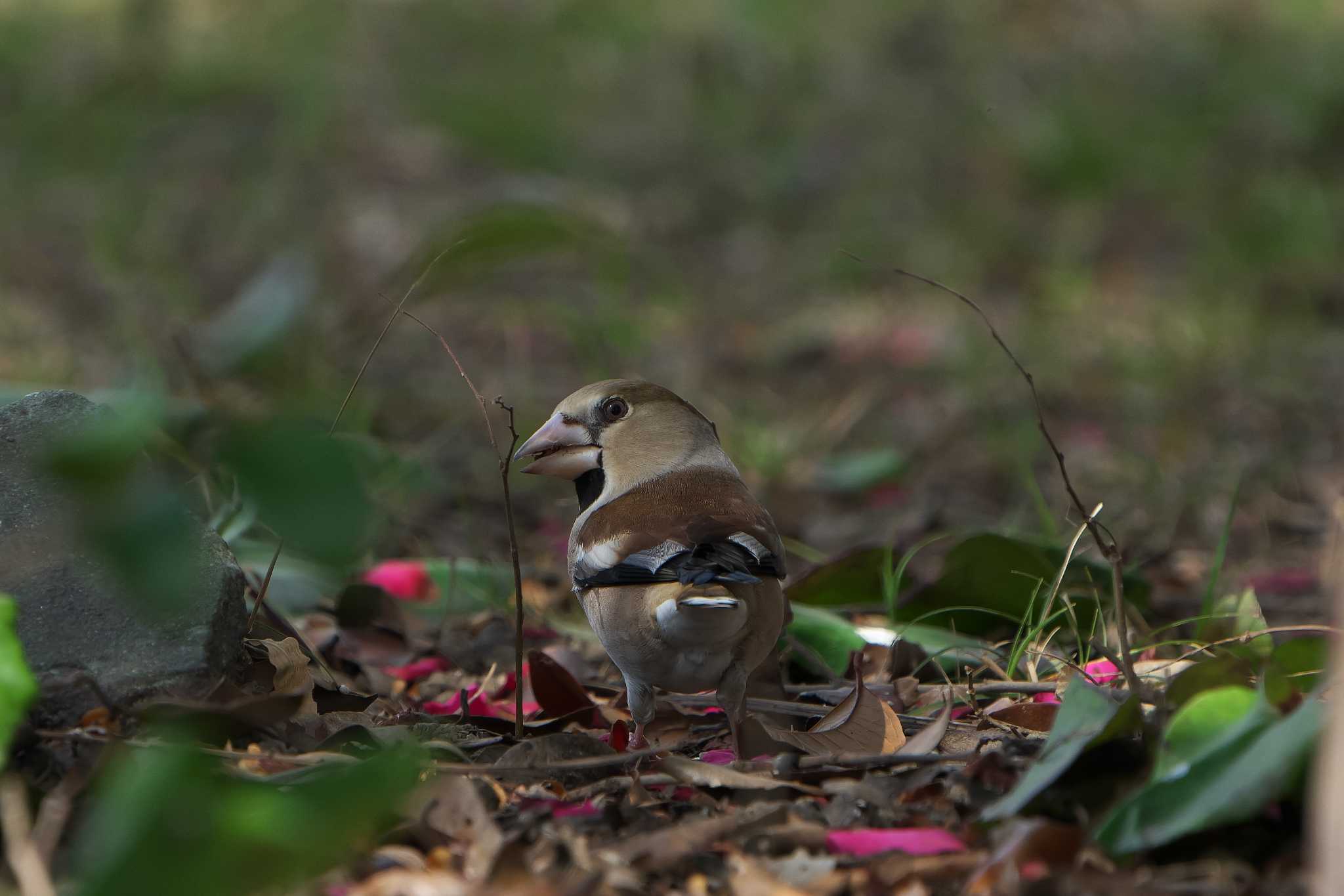 Hawfinch