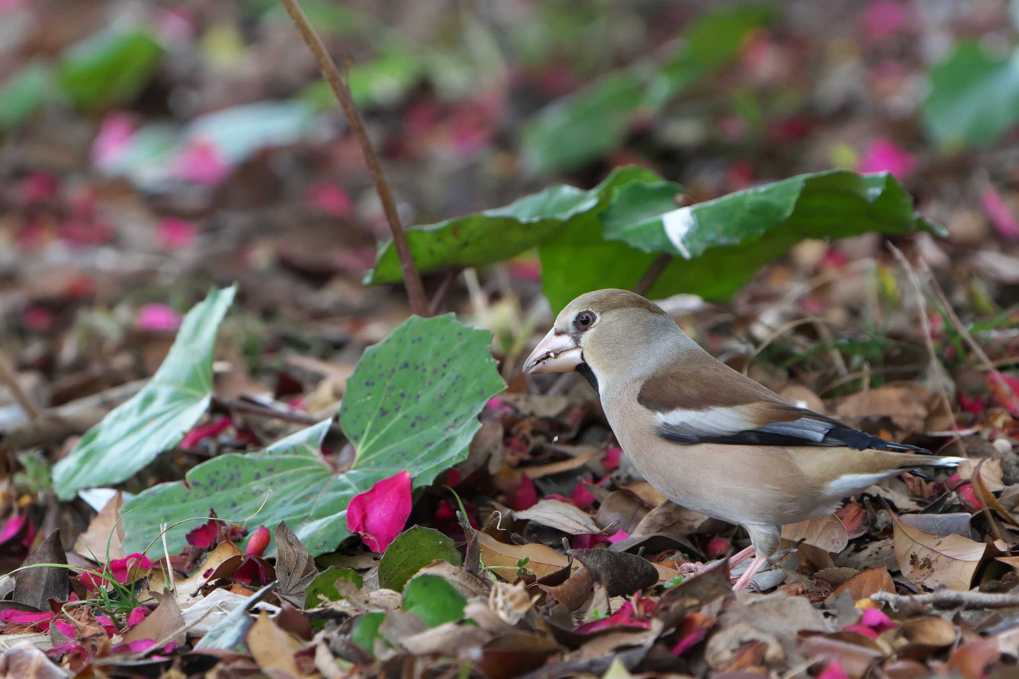 Photo of Hawfinch at 坂津公園 by 禽好き