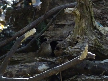 Eurasian Wren Higashitakane Forest park Mon, 2/27/2023