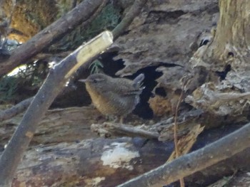 Eurasian Wren Higashitakane Forest park Mon, 2/27/2023