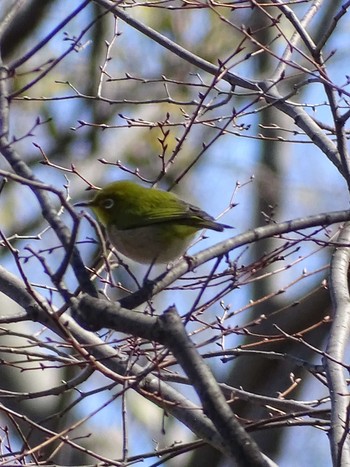 Warbling White-eye Higashitakane Forest park Mon, 2/27/2023