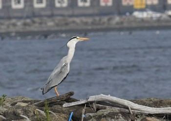 Grey Heron Kasai Rinkai Park Tue, 5/1/2018