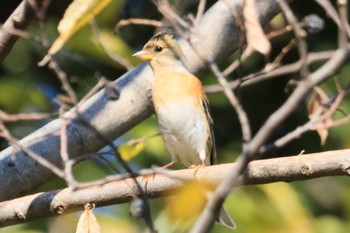 Brambling 河川環境楽園 Thu, 11/3/2022