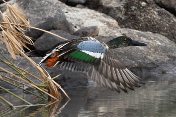 2023年2月26日(日) 草津下物の野鳥観察記録