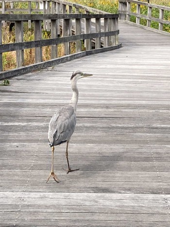 Grey Heron 甲山森林公園 Sun, 10/31/2021