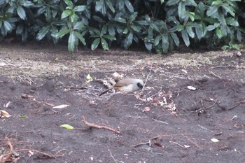 Masked Laughingthrush 国分寺市 Mon, 3/22/2021