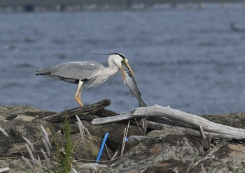 アオサギ 葛西臨海公園 2018年5月1日(火)