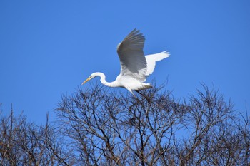 Great Egret 河川環境楽園 Sun, 2/2/2020