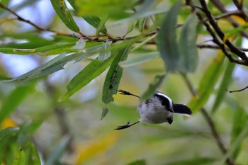 Long-tailed Tit 河川環境楽園 Tue, 11/22/2022