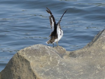 Common Sandpiper Tokyo Port Wild Bird Park Sun, 4/8/2018