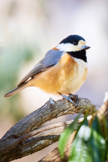 Varied Tit Saitama Prefecture Forest Park Tue, 1/31/2023