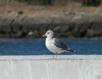 カモメ 銚子漁港 2023年2月26日(日)