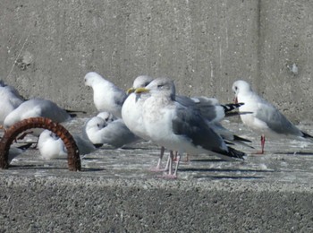 カナダカモメ 銚子漁港 2023年2月26日(日)