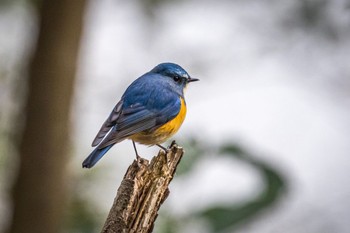 ルリビタキ 箕面山 2023年2月23日(木)