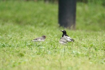 Japanese Wagtail Unknown Spots Unknown Date