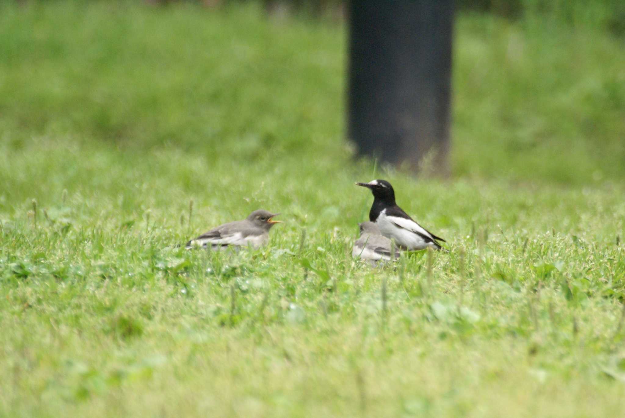 Photo of Japanese Wagtail at  by bea