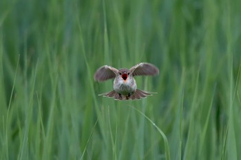 Oriental Reed Warbler Unknown Spots Wed, 5/2/2018