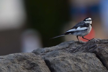 ハクセキレイ 長浜公園 2023年2月25日(土)