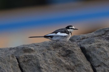 ハクセキレイ 長浜公園 2023年2月25日(土)