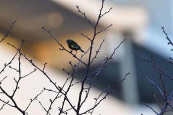 カワラヒワ 長浜公園 2023年2月25日(土)