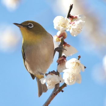 Sun, 2/26/2023 Birding report at 東京都立桜ヶ丘公園(聖蹟桜ヶ丘)