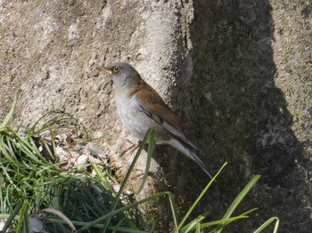 2023年2月26日(日) 祖父江ワイルドネイチャー緑地の野鳥観察記録