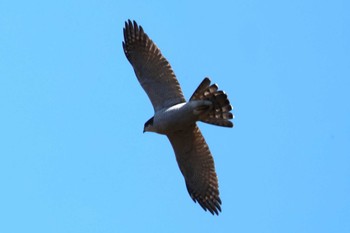 2023年2月27日(月) 早戸川林道の野鳥観察記録