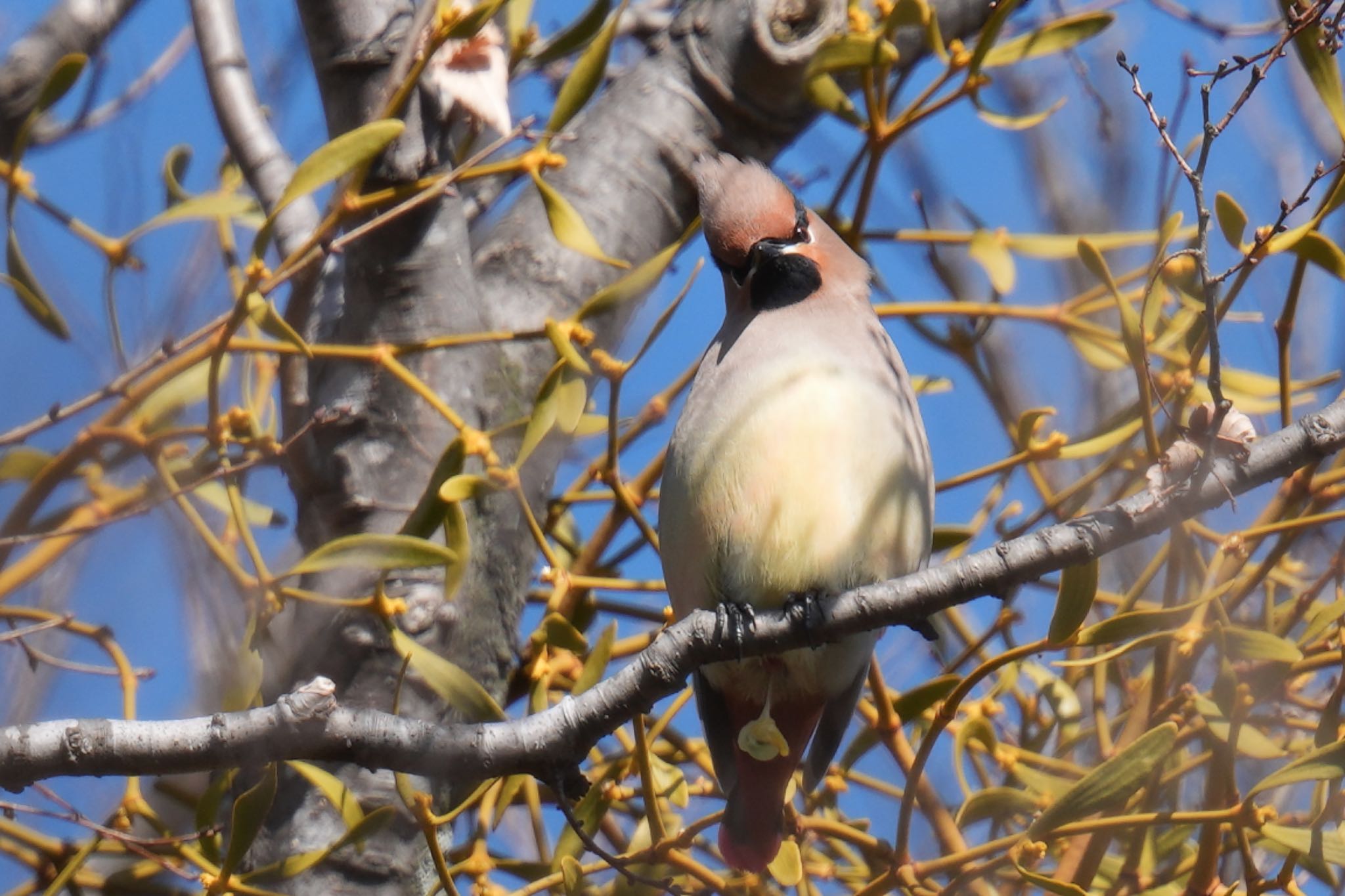 Photo of Japanese Waxwing at Higashitakane Forest park by アポちん