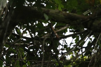 Mindanao Blue Fantail