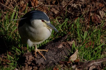 Black-crowned Night Heron 牛込濠 Sun, 2/26/2023