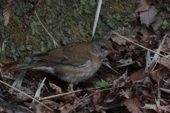 2023年2月26日(日) 鎌倉中央公園の野鳥観察記録