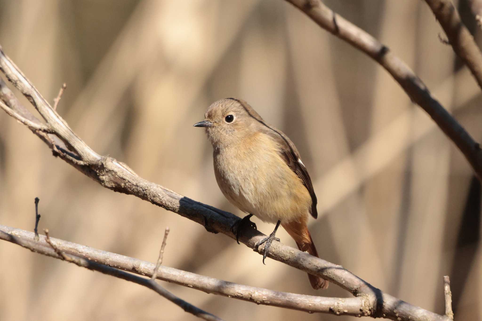 Photo of Daurian Redstart at 鎌倉中央公園 by 烏山トリ太郎