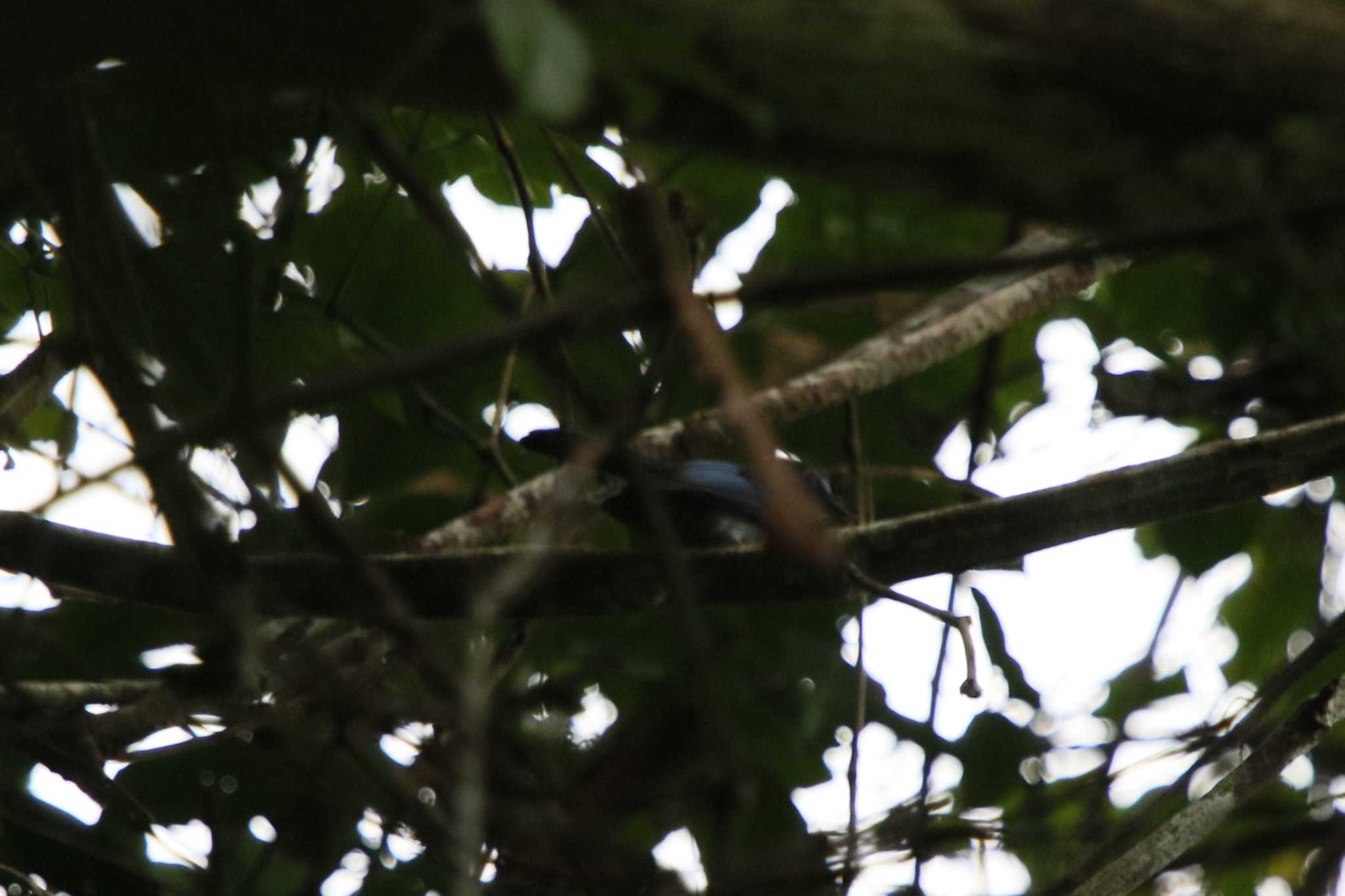 Blue Fantail by Nozomu 